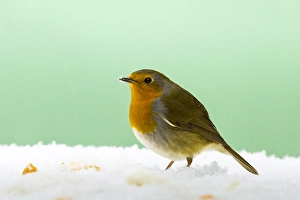 Roodborst, Robin, Erithacus rubecula