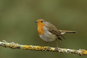 Songbird Nature Photography Drucke: roodborst ; robin ; Erithacus rubecula