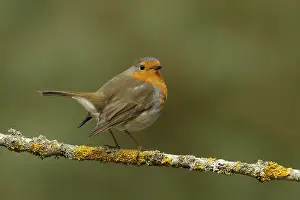 März Drucke: Roodborst ; Robin ; Erithacus rubecula