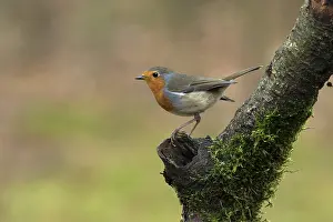Adult Bird Species Drucke: roodborst ; robin ; Erithacus rubecula