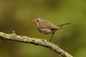 Erithacus Rubecula Drucke: roodborst ; robin ; Erithacus rubecula