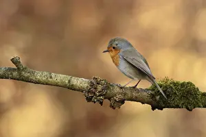 Roodborst ; Robin ; Erithacus rubecula