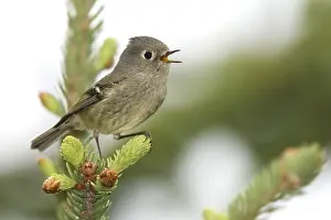 Bilder vom 29. Mai 2009: Roodkroonhaan Ruby-crowned kinglet Regulus calendula