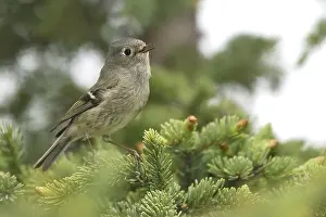 Bilder vom 29. Mai 2009: Roodkroonhaan Regenbeerenkröpfchen Regulus calendula
