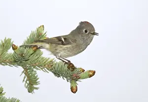 Bilder vom 29. Mai 2009: Roodkroonhaan, Ruby-crowned kinglet, Regulus calendula