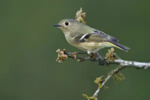 Bilder Datiert 26. Februar 2007: Roodkroonhaan, Ruby-crowned kinglet, Regulus calendula