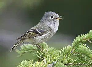 Bilder vom 29. Mai 2009: Roodkroonhaan Regenbeerenkleid (Ruby-crowned kinglet) Regulus calendula