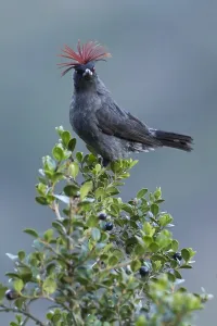 Roodkuifcotinga, Rotkopfcotinga, Ampelion rubrocristatus