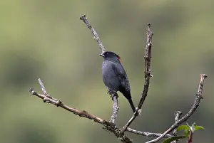 Bilder Datiert 3. Juli 2007: Roodkuifcotinga, Rotkopfcotinga, Ampelion rubrocristatus