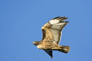 Buteo Jamaicensis Drucke: Roodstaartbuizerd, Red-tailed Hawk, Buteo jamaicensis