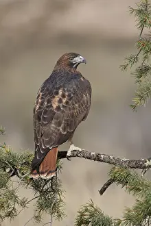 Buteo Jamaicensis Drucke: Roodstaartbuizerd, Red-tailed Hawk, Buteo jamaicensis