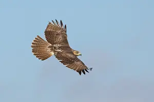 Buteo Jamaicensis Drucke: Roodstaartbuizerd, Red-tailed Hawk, Buteo jamaicensis