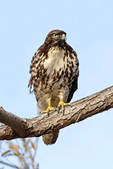 Buteo Jamaicensis Drucke: Roodstaartbuizerd, Red-tailed Hawk, Buteo jamaicensis