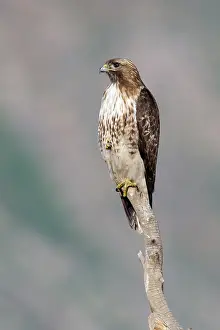 Buteo Jamaicensis Drucke: Roodstaartbuizerd, Red-tailed Hawk, Buteo jamaicensis
