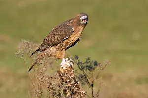 Raptor Bird Photography Drucke: Roodstaartbuizerd, Red-tailed Hawk, Buteo jamaicensis