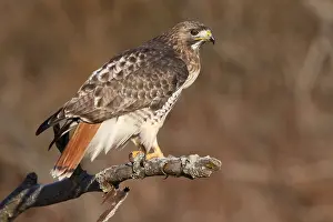 Buteo Jamaicensis Drucke: Roodstaartbuizerd, Red-tailed Hawk, Buteo jamaicensis
