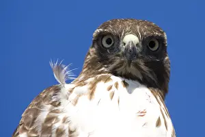 Buteo Jamaicensis Drucke: Roodstaartbuizerd, Red-tailed Hawk, Buteo jamaicensis