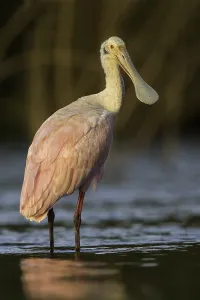 Roseate Spoonbill Drucke: Roseate Spoonbill