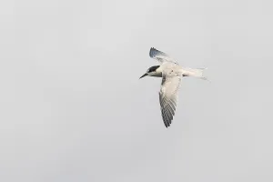 Juvenile Bird Photography Europe Drucke: Roseate Tern, Sterna dougallii
