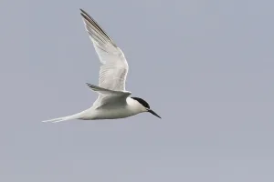Blue Sky Background Images Drucke: Roseate Tern, Sterna dougallii