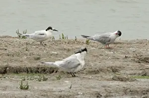 Roseat-Tern, Sterna dougallii