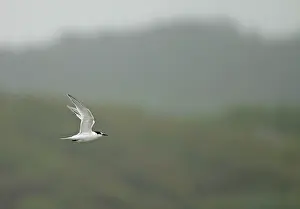 Rare Bird Species Europe Drucke: Roseate Tern, Sterna dougallii