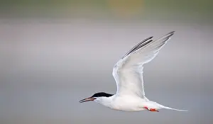 In Flight Bird Photography Tips Drucke: Roseate Tern, Sterna dougallii