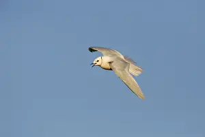 Bilder Datiert 21. Juni 2019: Ross-Möwe
