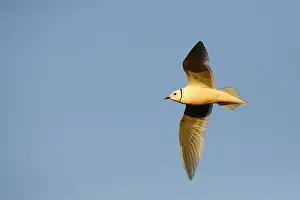 Bilder Datiert 21. Juni 2019: Ross-Möwe