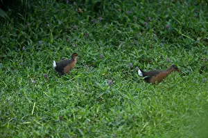 Rouget-Ralle, Rougetius rougetii