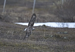 Bilder Datiert 8. Juni 2005: Büppchen, Ruigpootbuizerd, Buteo lagopus
