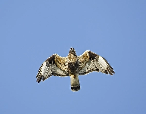 Bilder Datiert 15. Juni 2007: Rauhflügelnussvogel, Ruigpootbuizerd, Buteo lagopus