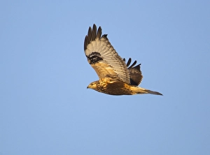 Birds In Flight Europe Drucke: Rough-legged Buzzard, Ruigpootbuizerd, Buteo lagopus