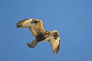 Birds In Flight Photos Drucke: Rough-legged Buzzard, Ruigpootbuizerd, Buteo lagopus