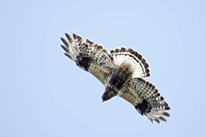 Birds In Flight Europe Drucke: Rough-legged Buzzard, Ruigpootbuizerd, Buteo lagopus