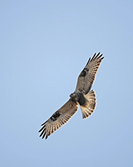 Bergebussard, Ruigpootbuizerd, Buteo lagopus