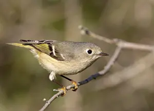 North American Bird Species Drucke: Ruby-crowned kinglet, Corthylio calendula