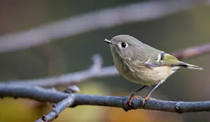 North American Bird Species Drucke: Ruby-crowned kinglet, Corthylio calendula