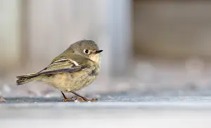 North American Bird Species Drucke: Ruby-crowned kinglet, Corthylio calendula
