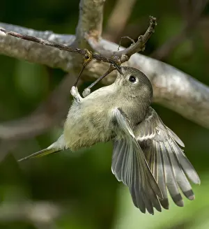 Ruby-crowned Kinglet, Regulus calendula