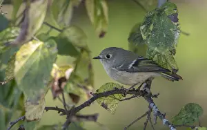 Autumn Bird Migration Drucke: Ruby-crowned Kinglet, Regulus calendula