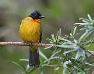 Vulnerable Bird Species Drucke: Ruby-throated Bulbul (Rubigula dispar)