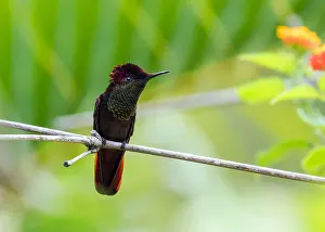 Central America Bird Species Drucke: Ruby Topaz, Chrysolampis mosquitus