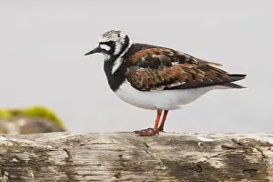 Charadriiformes Birds Europe Drucke: Ruddy Turnstone