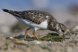 Charadriiformes Species List Drucke: Ruddy Turnstone