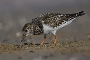 Juvenile Bird Species Drucke: Ruddy Turnstone