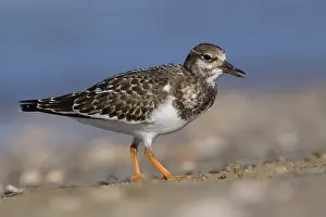 Juvenile Bird Species Drucke: Ruddy Turnstone