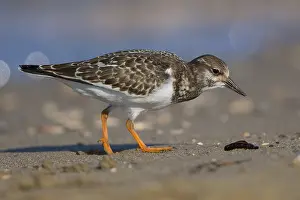 European Shorebirds Drucke: Ruddy Turnstone