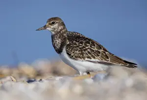 Juvenile Bird Species Drucke: Ruddy Turnstone