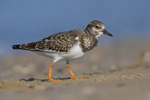 Wader Bird Species Drucke: Ruddy Turnstone